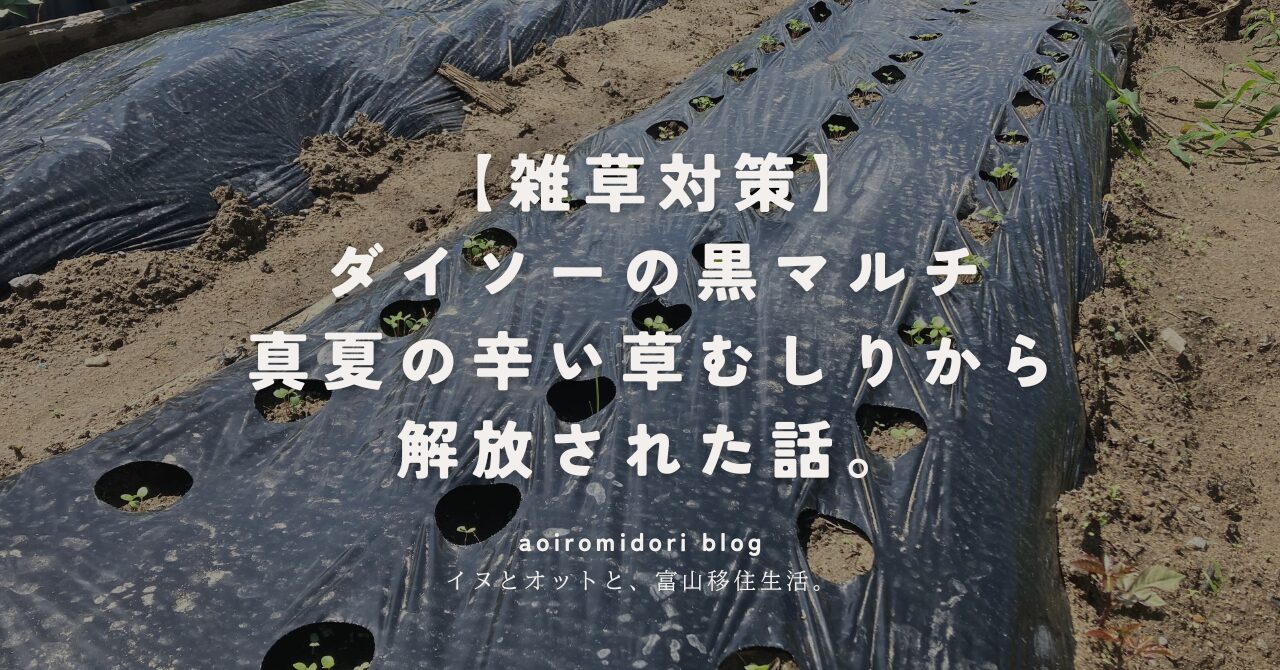 ダイソーの黒マルチを使った防草