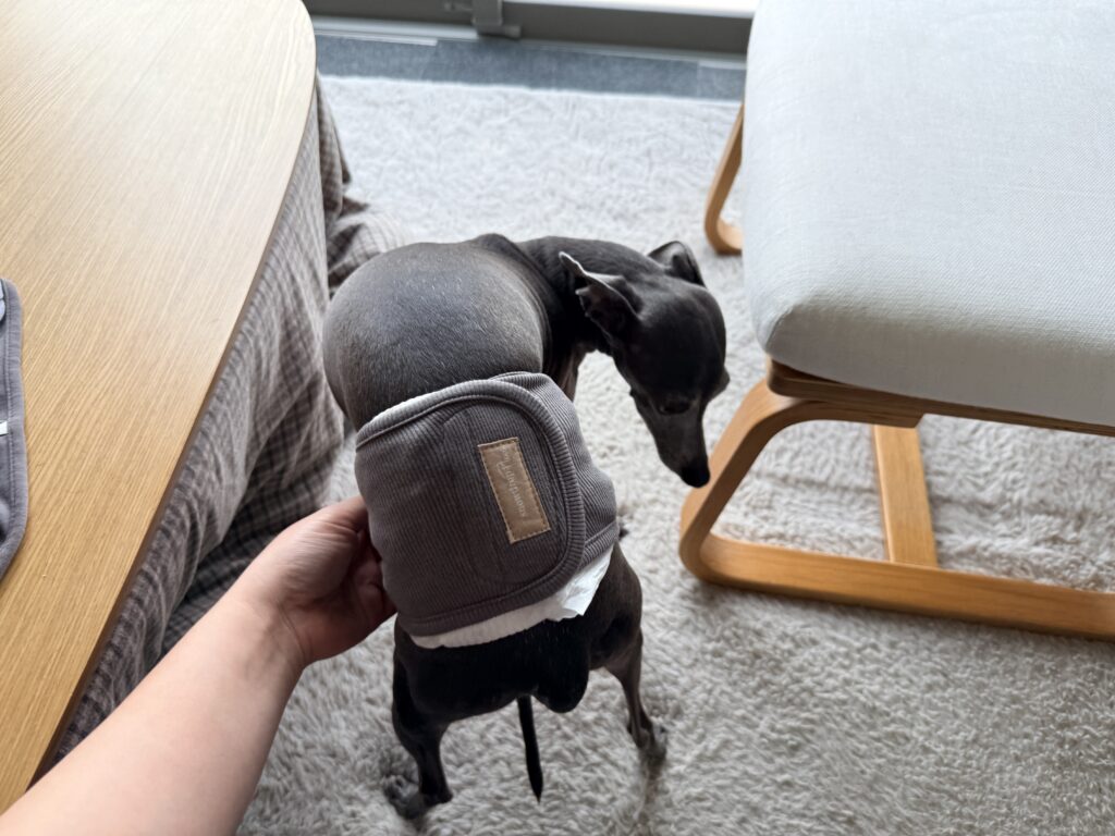 ７kgのイタグレ用にマナーベルトを購入Sサイズ。人間用の新生児おむつを代用