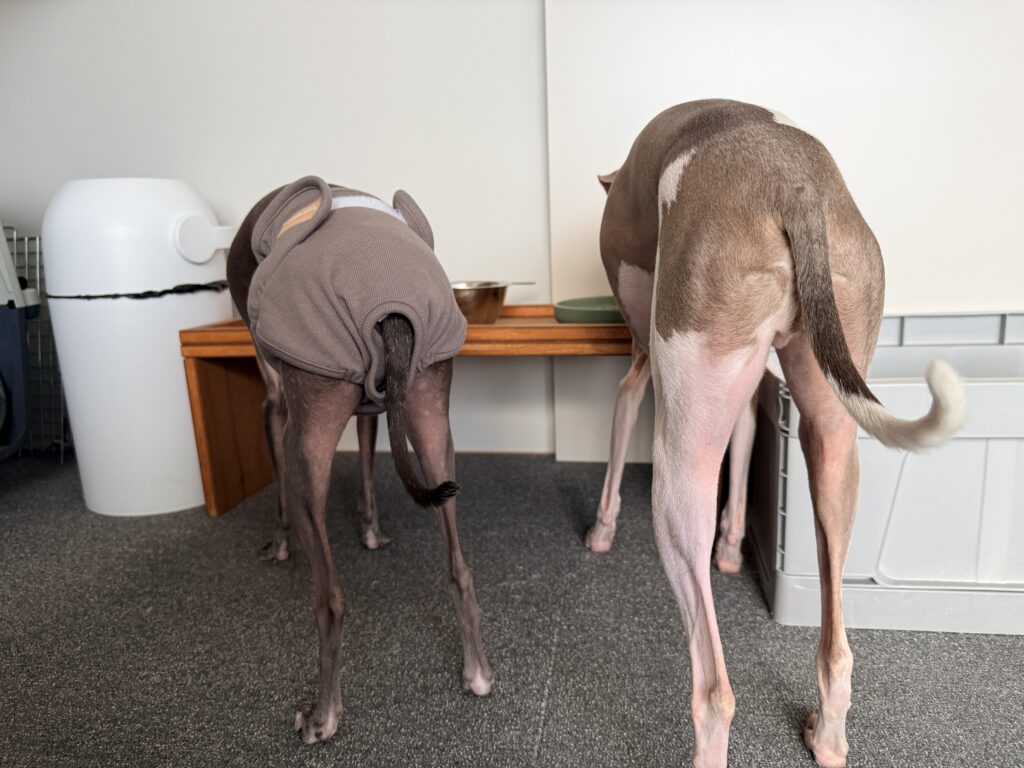 イタグレがおむつを着用している