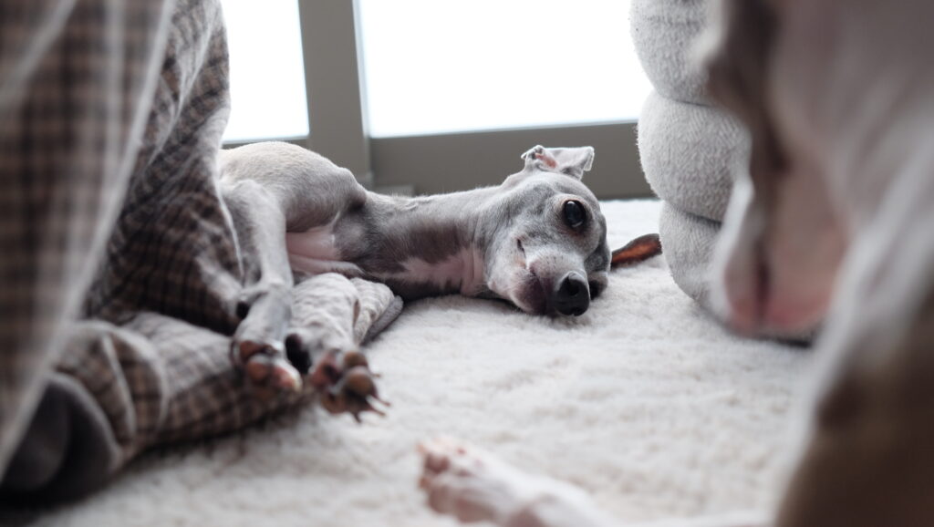 寝っ転がるイタグレ