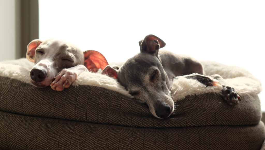 ２頭で寄り添って眠るイタグレ