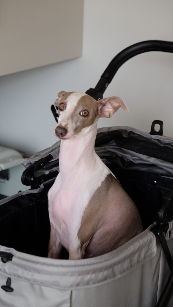 8~9kgのイタグレがペットカートに乗っている。ペットカートはSwiftCart（abaskdesign）