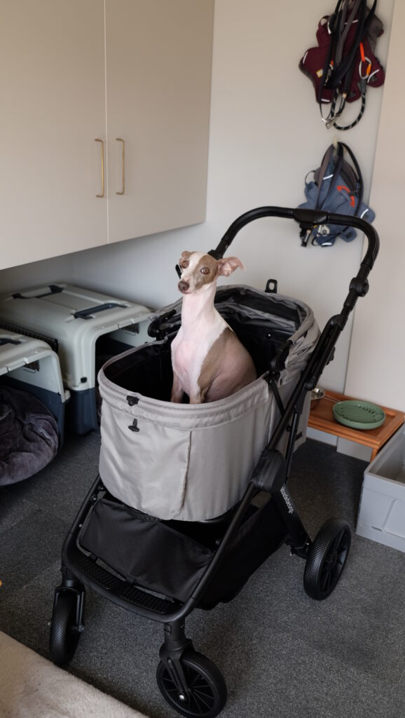 8~9kgのイタグレがペットカートに乗っている。ペットカートはSwiftCart（abaskdesign）グリーン色