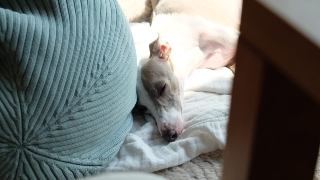 イタグレが寝ている様子