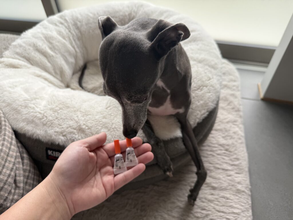 こちらは逃げずに興味津々