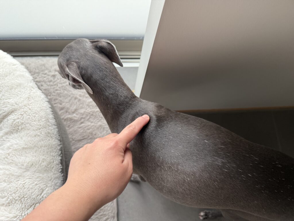 セレホールド犬用 5.1〜10kgを肩甲骨の間に投与する様子