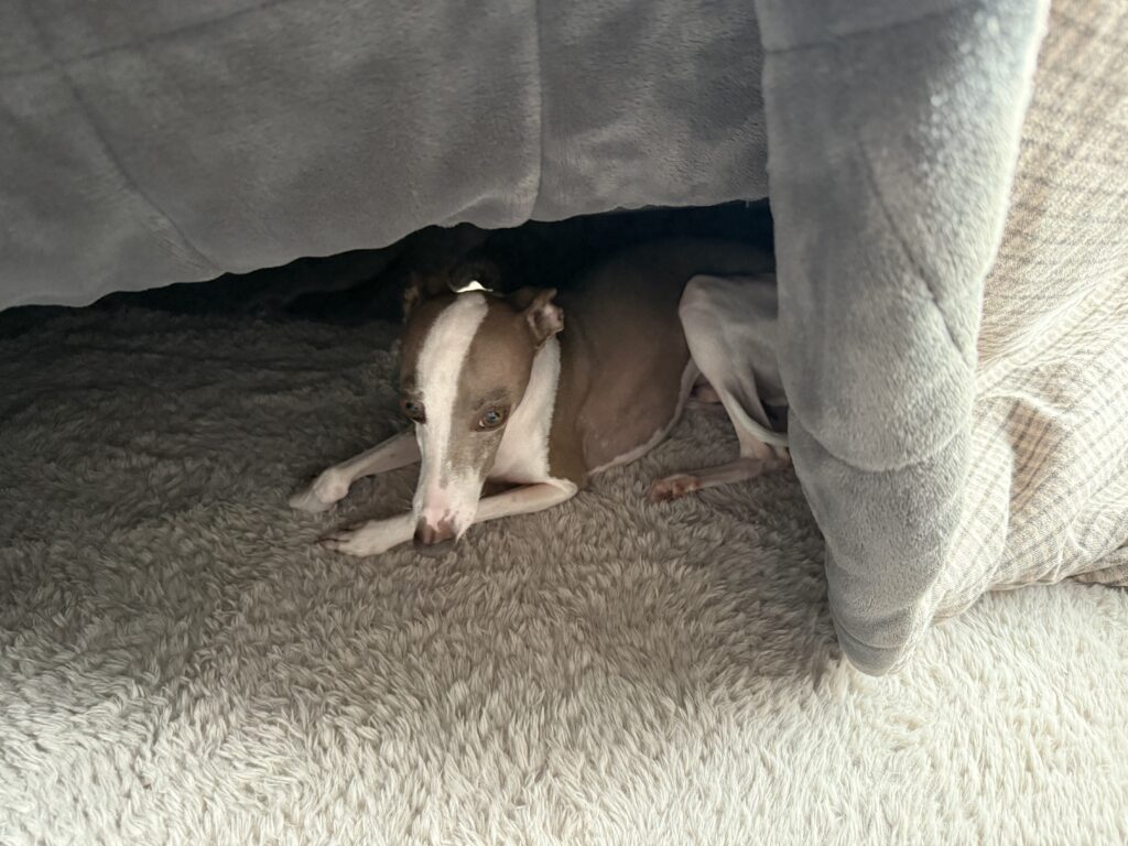 こたつに隠れるイタグレ
