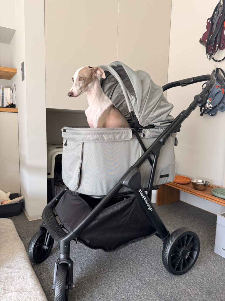 カートトレーニング中のイタグレ