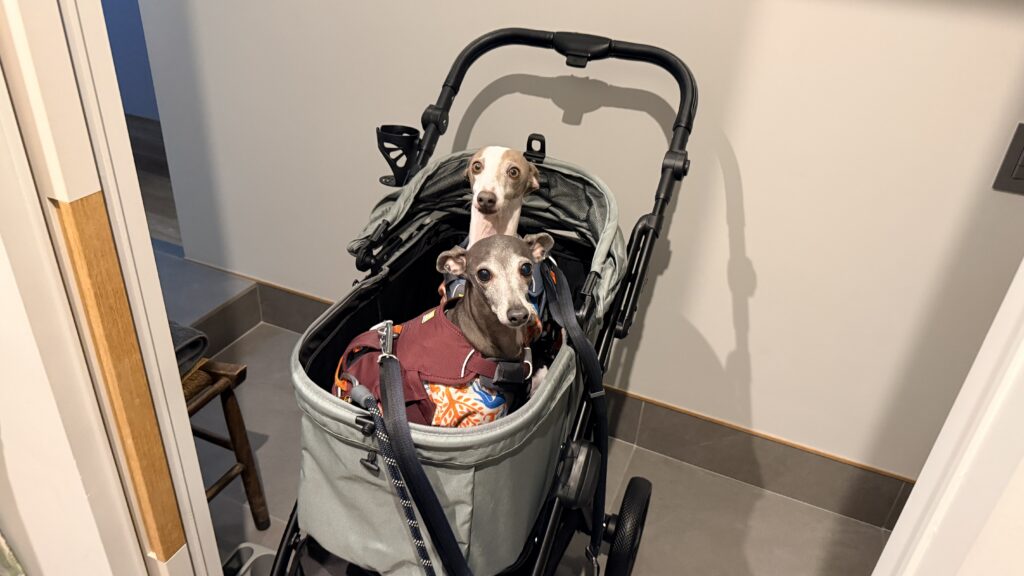 ７～９kgのイタグレ２頭がSwiftCart（abaskdesign）に乗っている様子