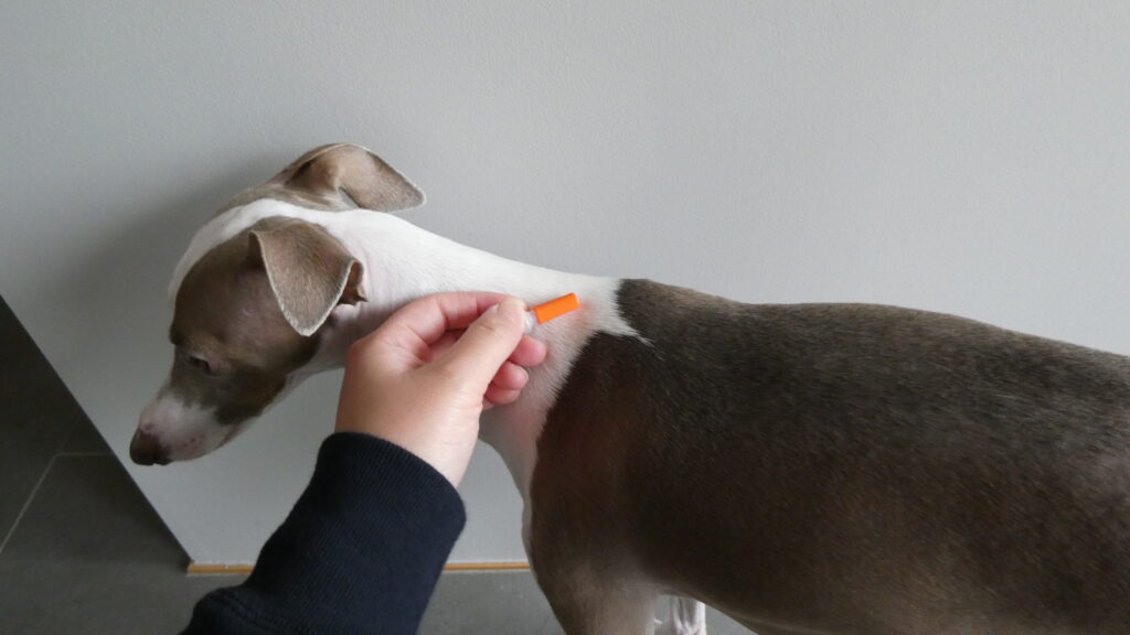 捕獲されたイタグレ。フィラリアを投与します。