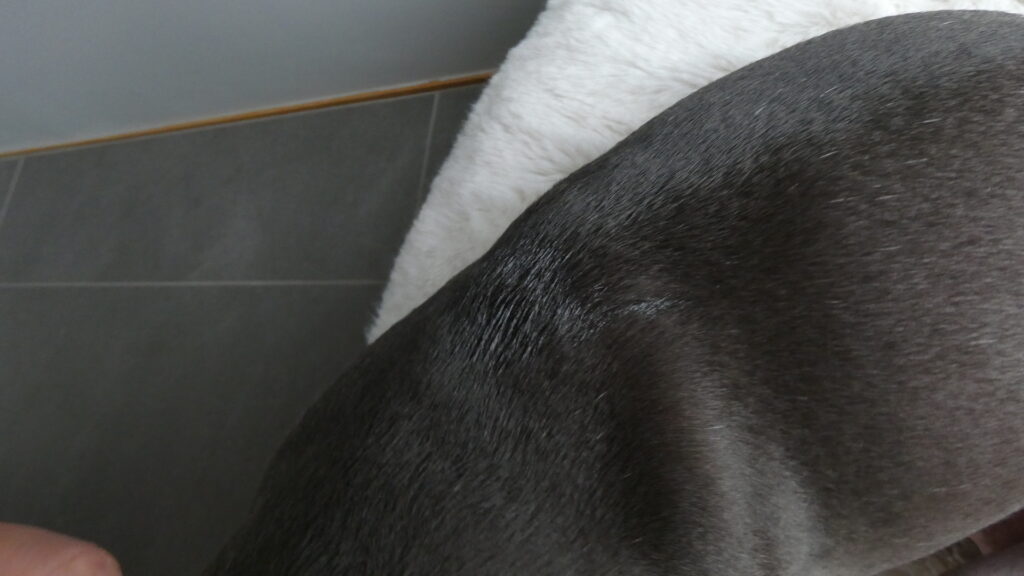 セレホールド犬用 5.1〜10kgを皮膚に投与したあとの様子
