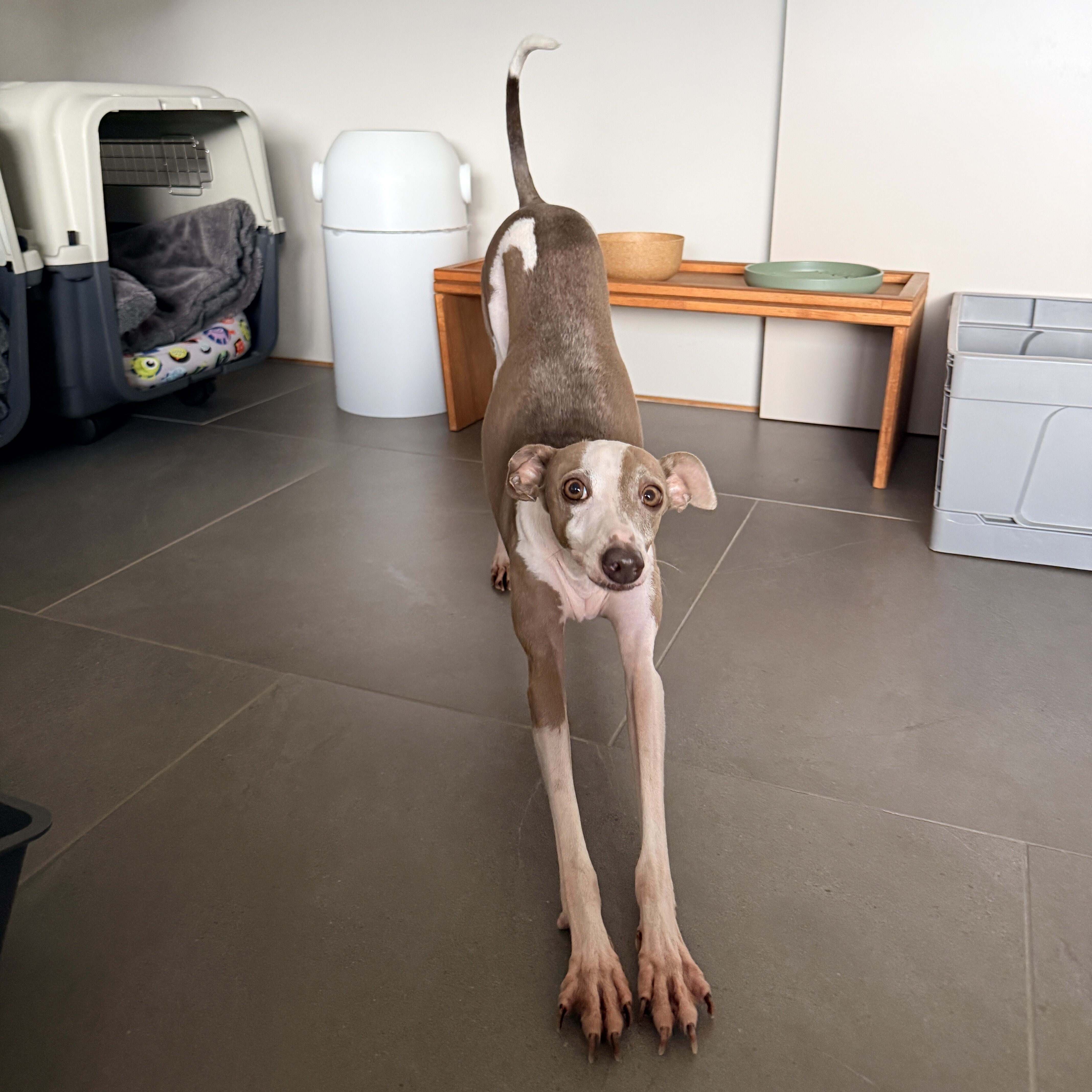 タイルで滑る犬

